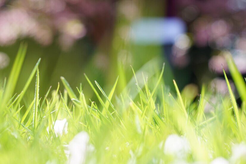 Top 7 Lawn Care Businesses in Crestline, Ca