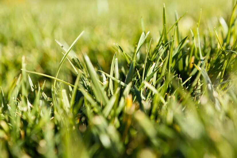 natural-grass-close-up_23-2148858216