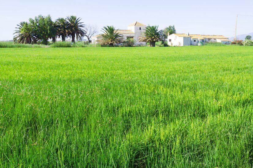 The Ultimate Guide to a Lush Green Lawn